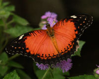 феєрверк з метеликів