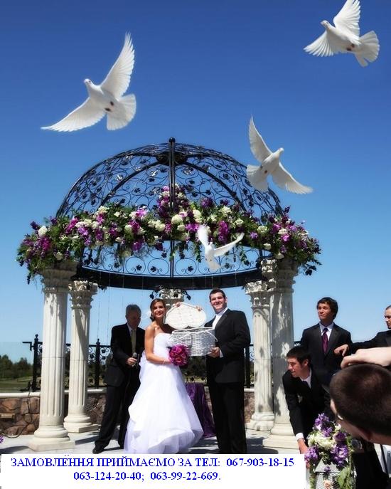 голуби на весілля