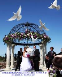 Весільні голуби