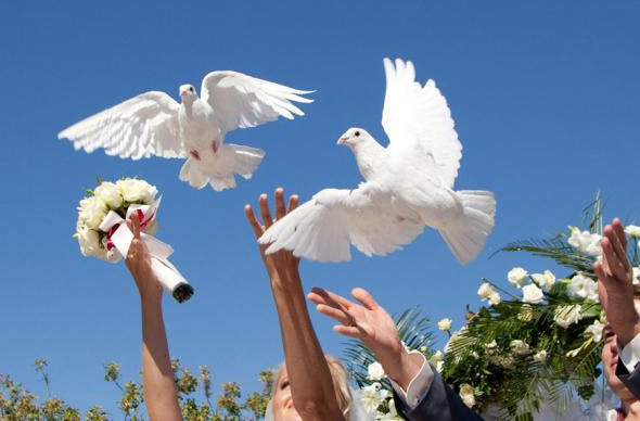 Весілля і голуби